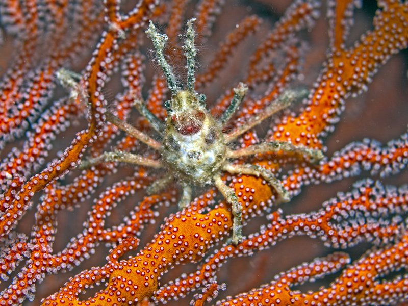 Bounty, Spider Crab